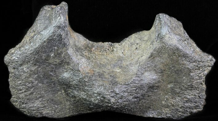 Fossil Whale Cervical Vertebrae - South Carolina #62082